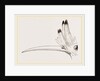 Head of Hoopoe by Anonymous