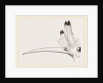 Head of Hoopoe by Anonymous