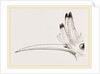 Head of Hoopoe by Anonymous