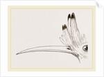 Head of Hoopoe by Anonymous