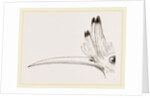 Head of Hoopoe by Anonymous
