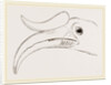 Head of Rhinoceros Hornbill by Anonymous