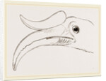 Head of Rhinoceros Hornbill by Anonymous
