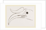 Head of Rhinoceros Hornbill by Anonymous