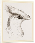 Head of Senegal Touraco by Anonymous