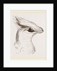 Head of Senegal Touraco by Anonymous