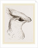 Head of Senegal Touraco by Anonymous
