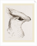 Head of Senegal Touraco by Anonymous