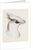 Head of Senegal Touraco by Anonymous
