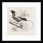 Bird of Paradise by Anonymous