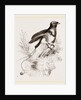 King Bird of Paradise by Anonymous