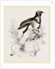 King Bird of Paradise by Anonymous