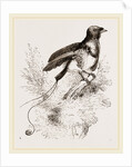King Bird of Paradise by Anonymous