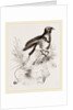 King Bird of Paradise by Anonymous