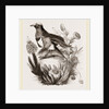 King Bird of Paradise by Anonymous