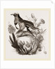 King Bird of Paradise by Anonymous