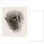 Nest of Magpie by Anonymous