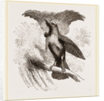 Superb Bird of Paradise by Anonymous