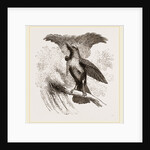 Superb Bird of Paradise by Anonymous