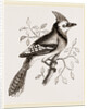American Bine Jay by Anonymous