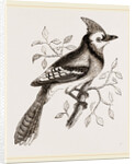 American Bine Jay by Anonymous
