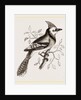 American Bine Jay by Anonymous