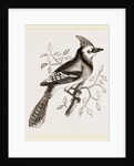 American Bine Jay by Anonymous