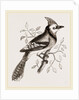 American Bine Jay by Anonymous