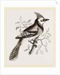 American Bine Jay by Anonymous