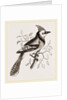 American Bine Jay by Anonymous
