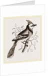 American Bine Jay by Anonymous