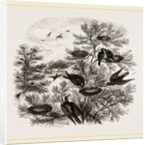 A Rookery by Anonymous