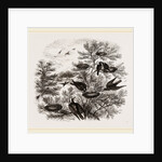 A Rookery by Anonymous