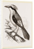 Philippine Crow by Anonymous