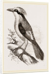 Philippine Crow by Anonymous