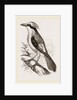 Philippine Crow by Anonymous