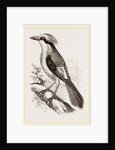 Philippine Crow by Anonymous