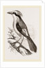 Philippine Crow by Anonymous