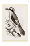 Philippine Crow by Anonymous