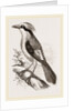 Philippine Crow by Anonymous