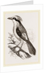 Philippine Crow by Anonymous