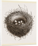 Nest of European Jay by Anonymous