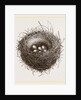 Nest of European Jay by Anonymous