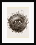 Nest of European Jay by Anonymous