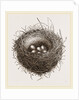 Nest of European Jay by Anonymous