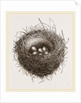 Nest of European Jay by Anonymous