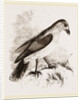 Red-billed Pique-boeuf by Anonymous