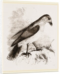 Red-billed Pique-boeuf by Anonymous