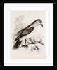 Red-billed Pique-boeuf by Anonymous