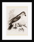 Red-billed Pique-boeuf by Anonymous
